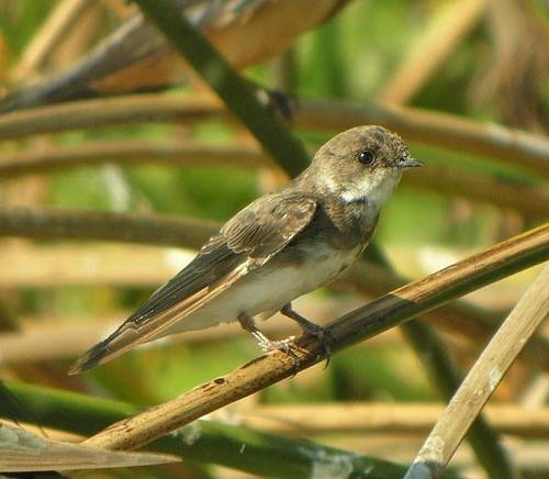 Bank Swallow (Riparia riparia) by almiyi is licensed under CC BY-NC-SA 2.0